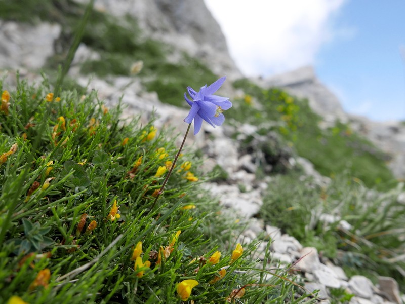 Aquilegia discolor photo 3