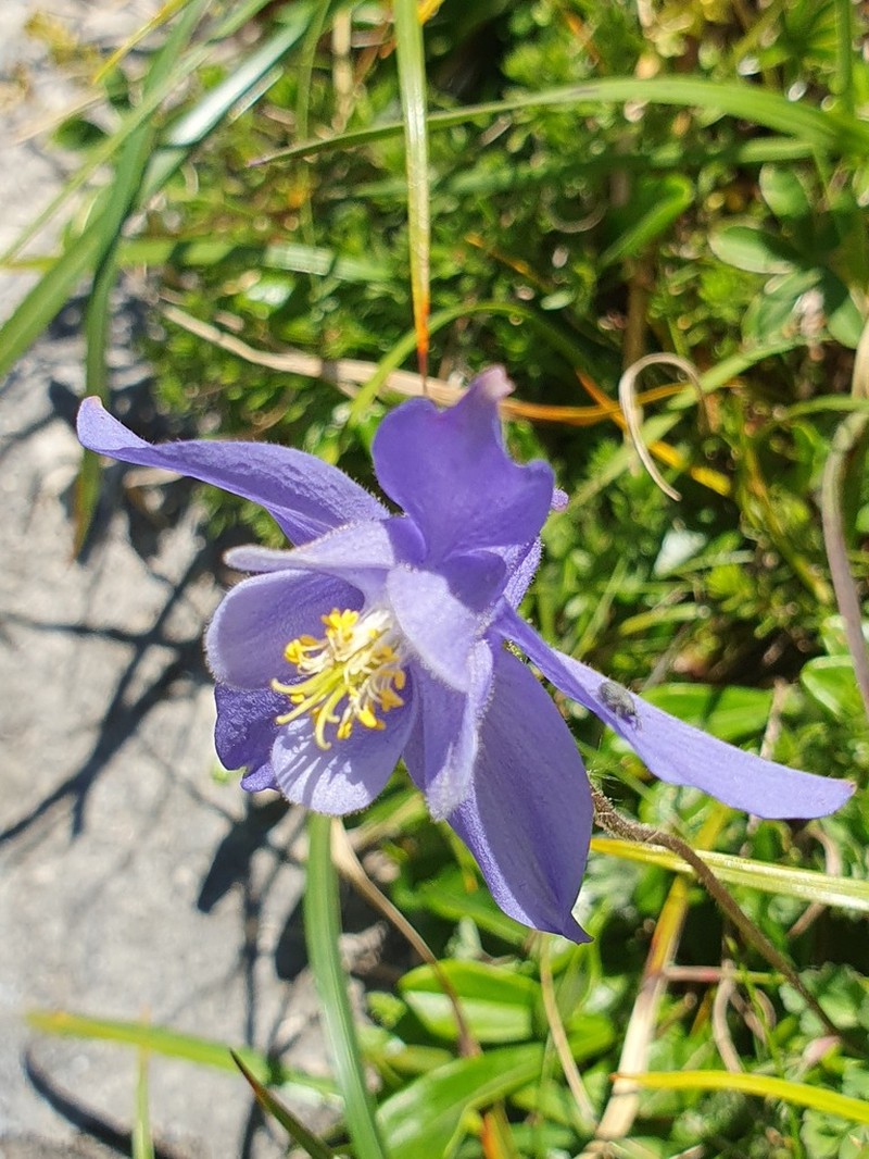 Aquilegia discolor photo 4