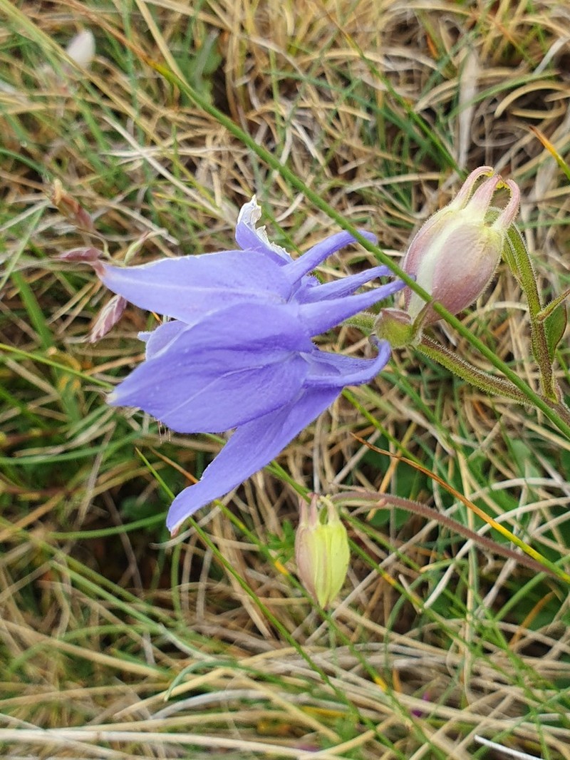 Aquilegia discolor photo 5