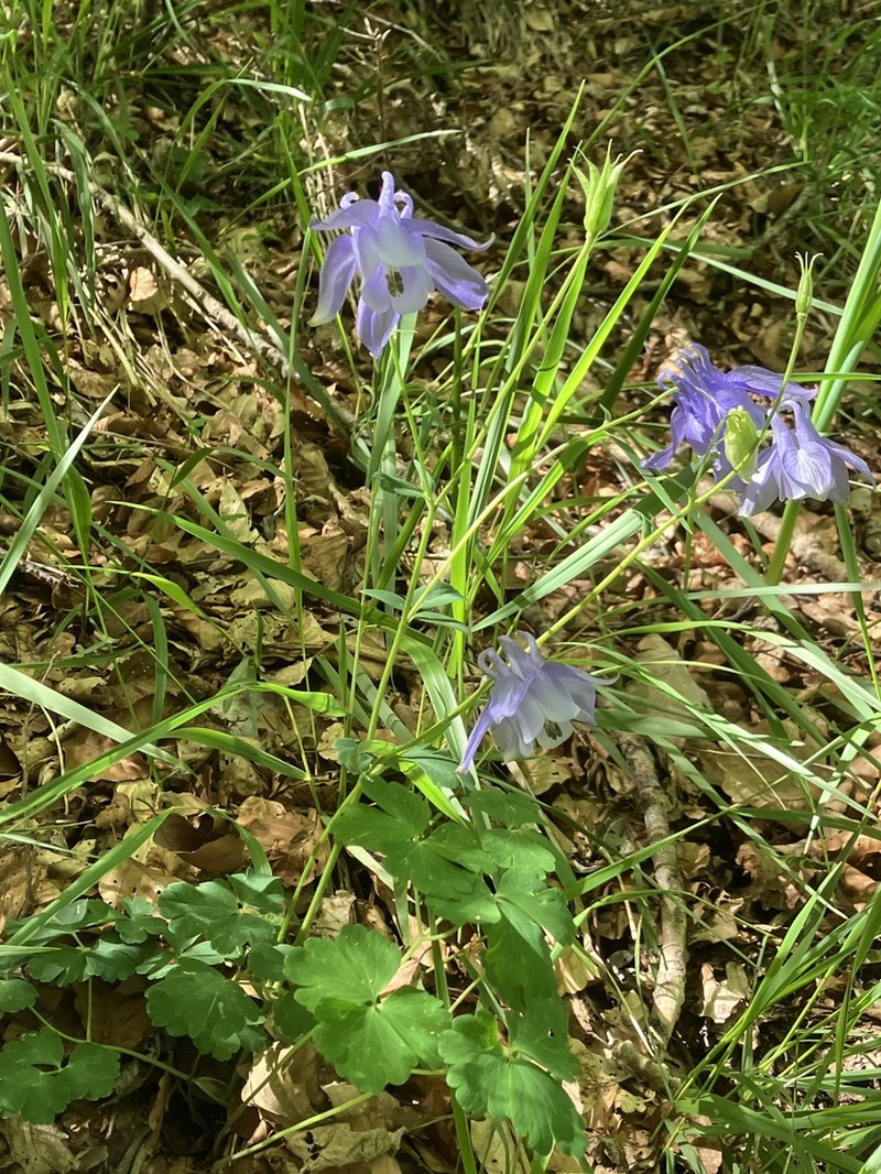 Aquilegia discolor photo 7