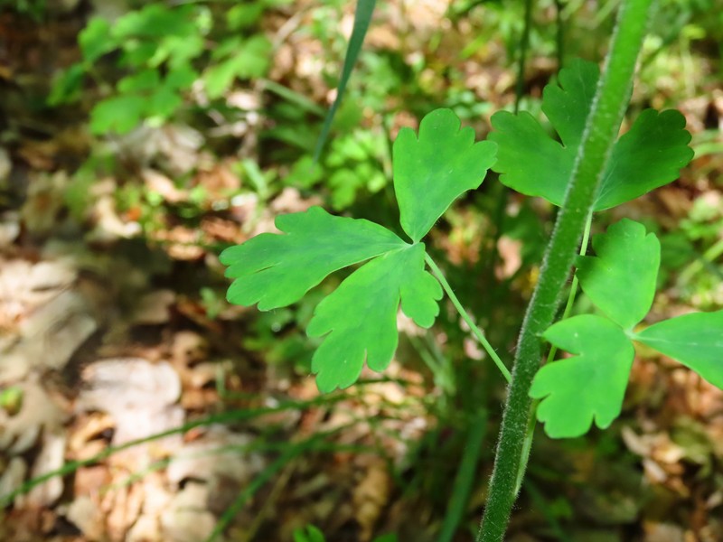 Aquilegia dumeticola photo 2