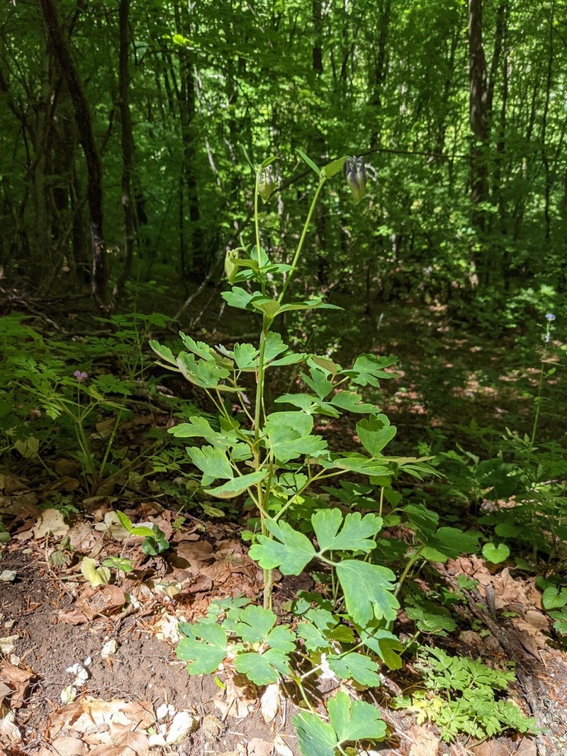 Aquilegia dumeticola photo 3