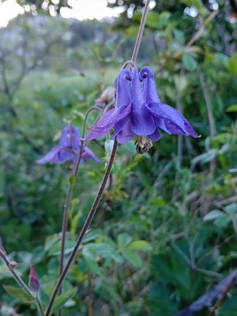 Aquilegia dumeticola photo 4