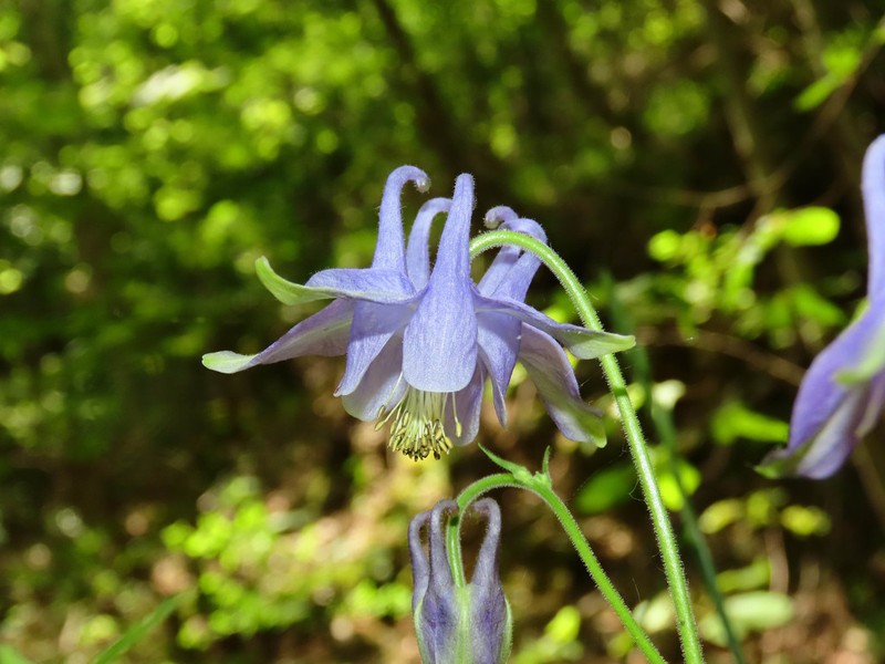 Aquilegia dumeticola photo 5