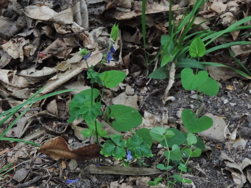 Aquilegia dumeticola photo 6