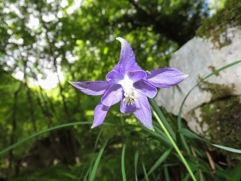 Aquilegia dumeticola photo 7