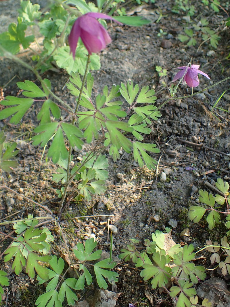 Aquilegia ecalcarata