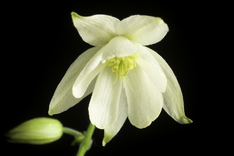 Aquilegia ecalcarata photo 2