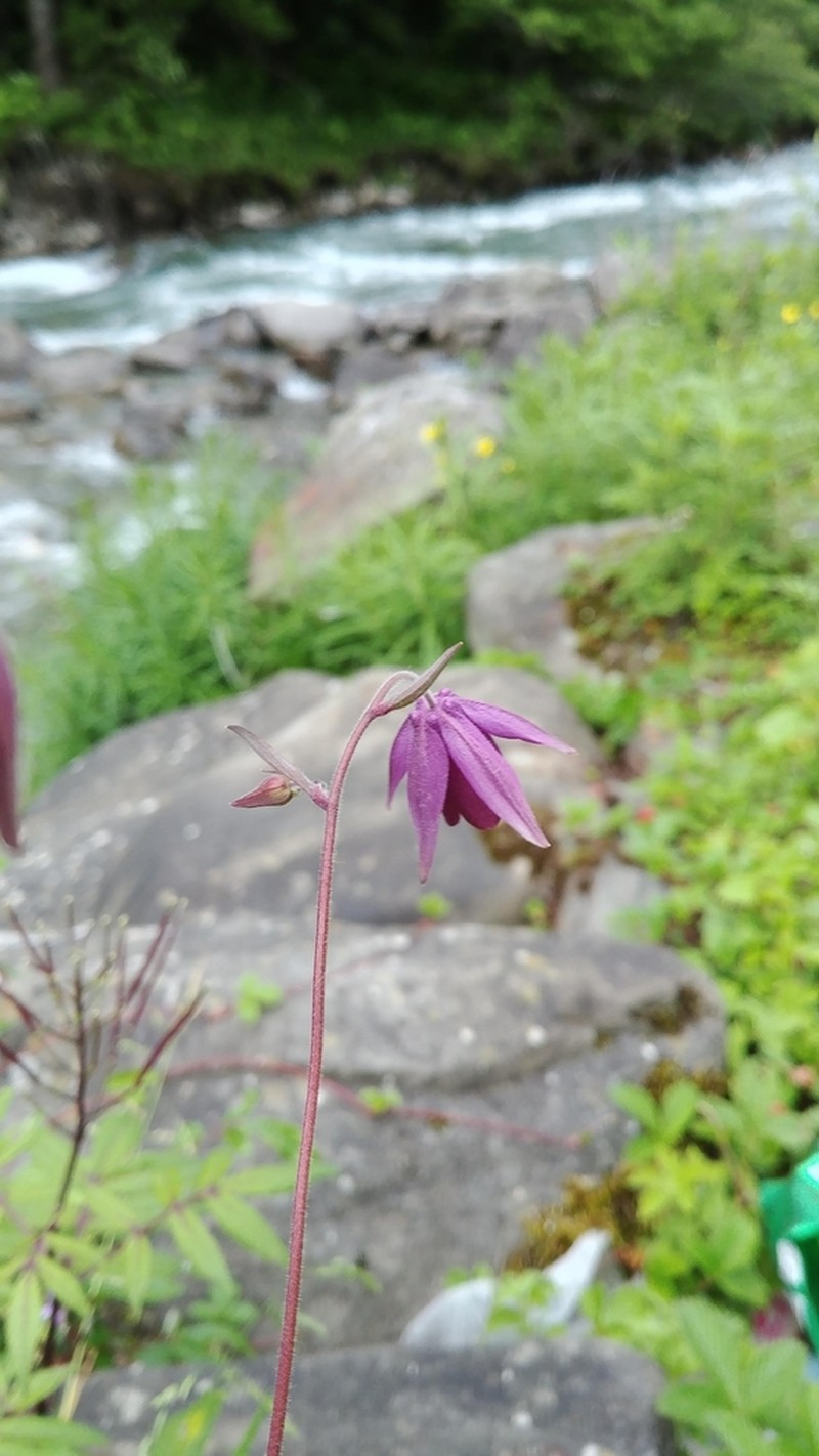 Aquilegia ecalcarata photo 3