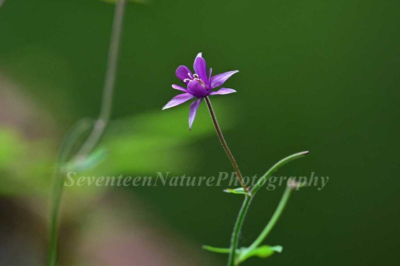Aquilegia ecalcarata photo 4