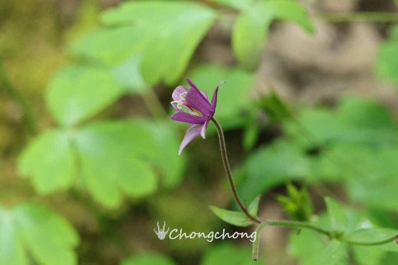 Aquilegia ecalcarata photo 5