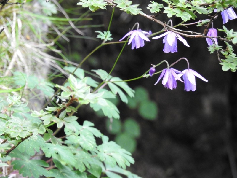 Aquilegia ecalcarata photo 6