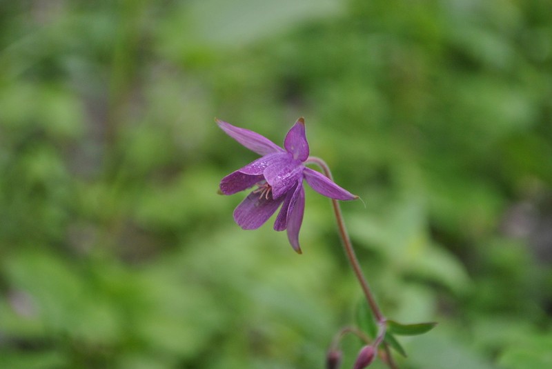 Aquilegia ecalcarata photo 7