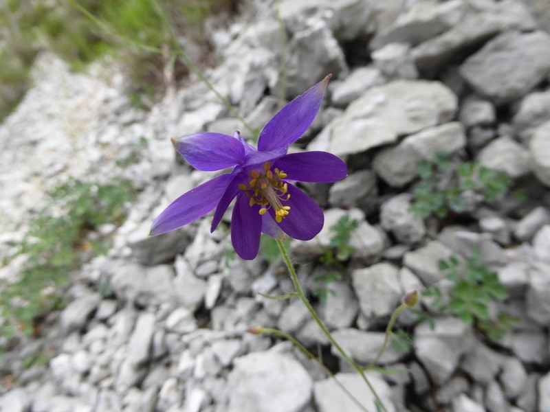 Aquilegia einseleana photo 2