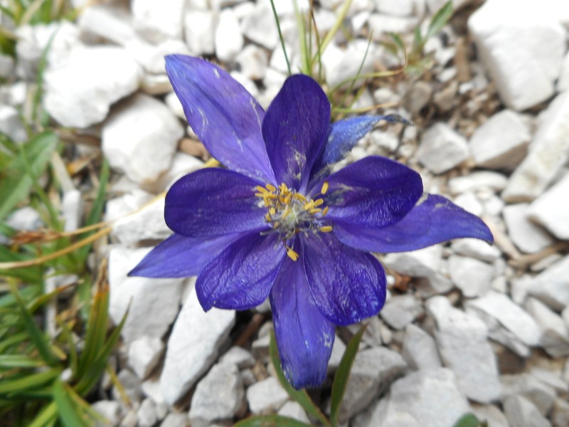 Aquilegia einseleana photo 3