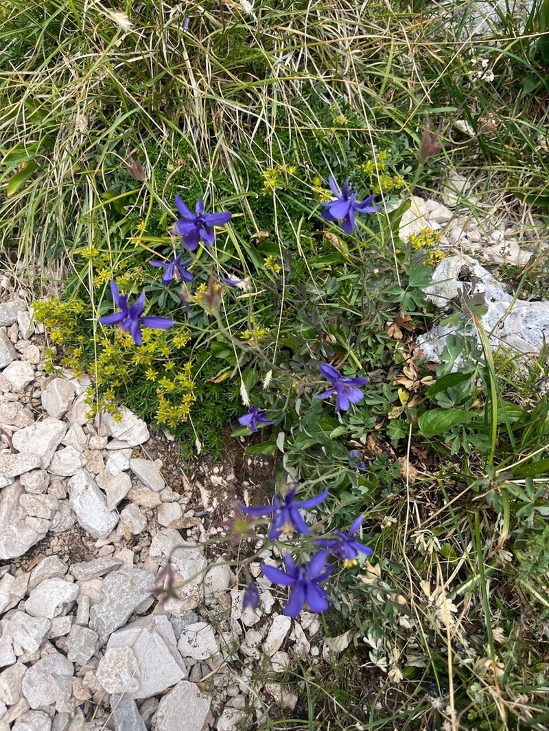 Aquilegia einseleana photo 4