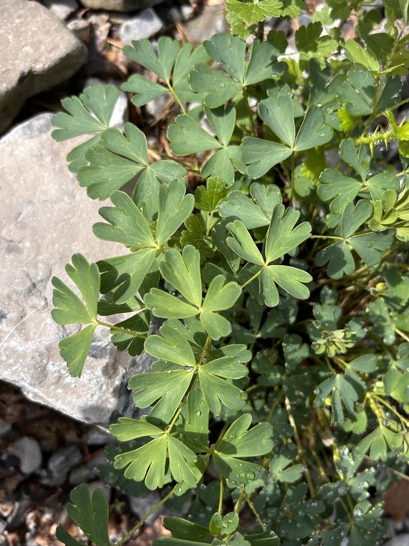 Aquilegia einseleana photo 5