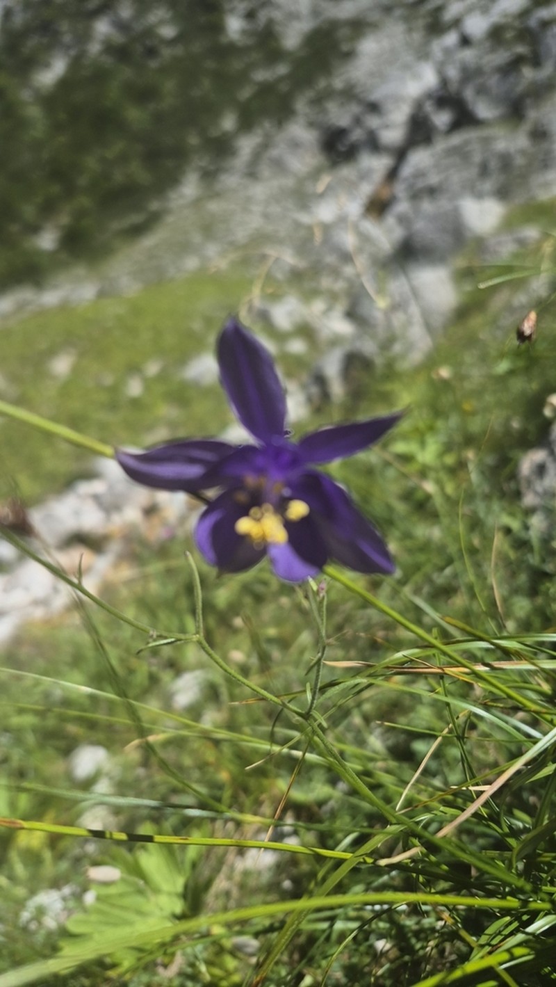 Aquilegia einseleana photo 6