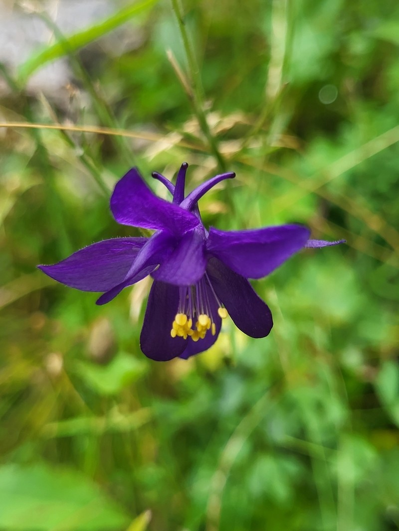 Aquilegia einseleana photo 7