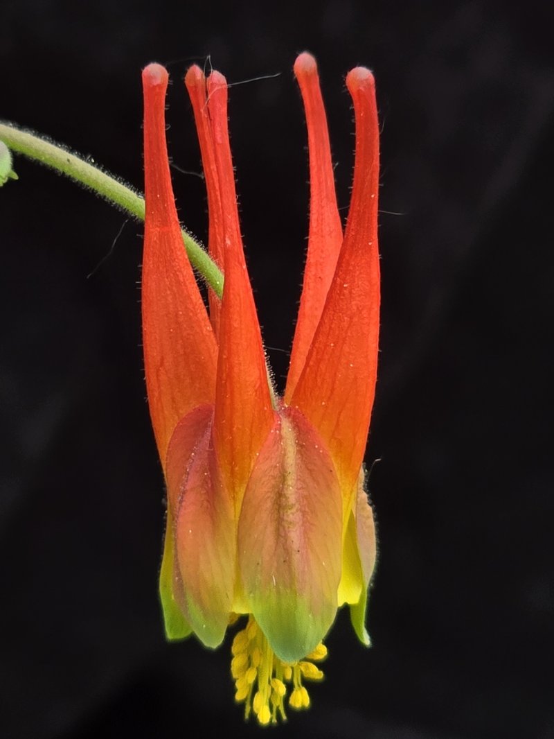 Western Red Columbine photo 2