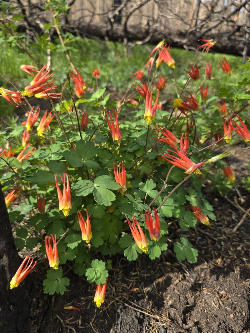 Western Red Columbine