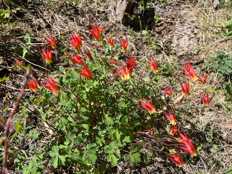 Western Red Columbine photo 3