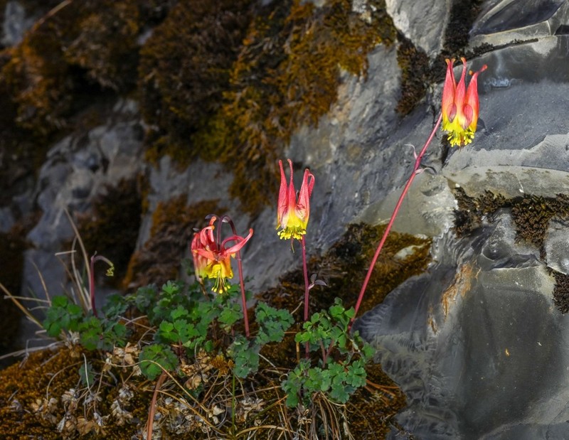 Western Red Columbine photo 4