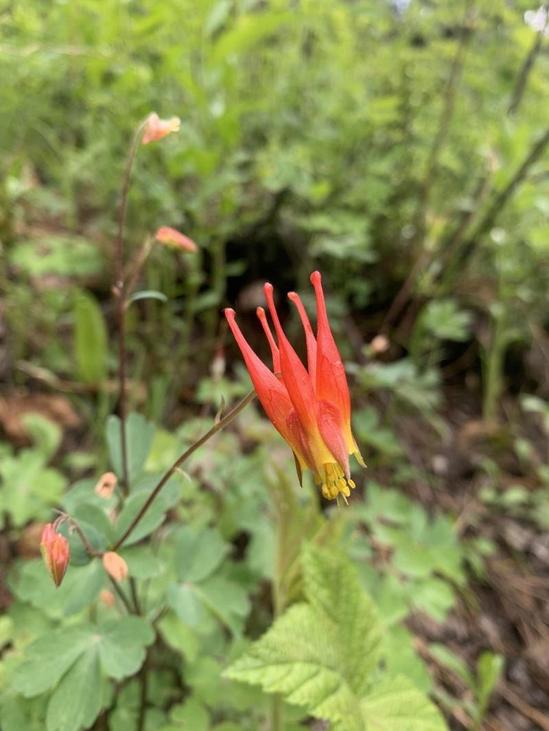 Western Red Columbine photo 5