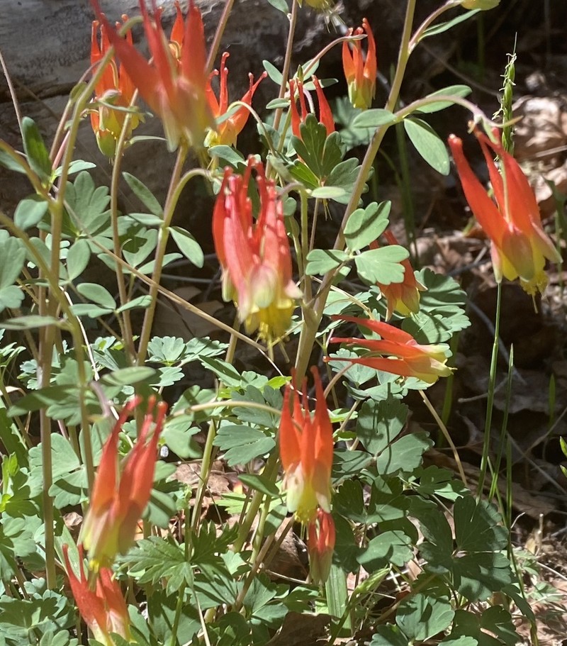 Western Red Columbine photo 6