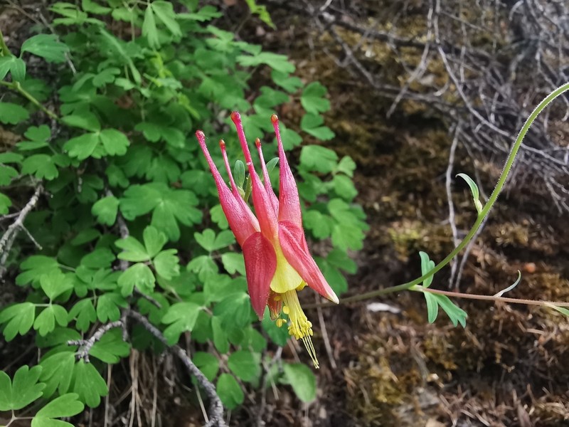 Western Red Columbine photo 7