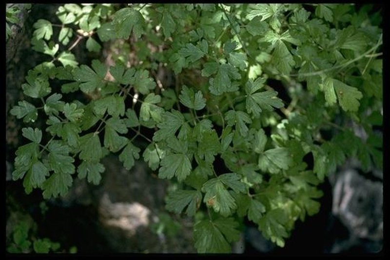 Van Houtte's Columbine photo 2