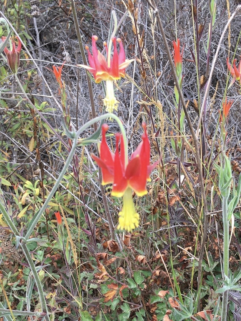 Van Houtte's Columbine photo 3