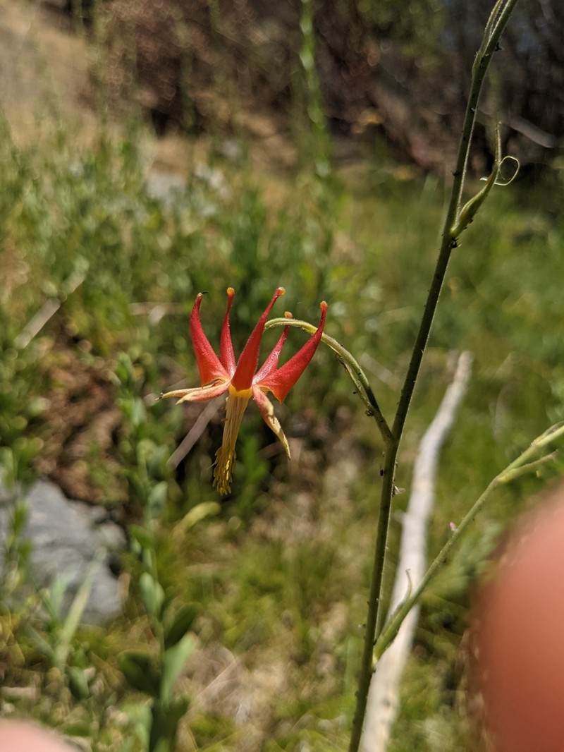 Van Houtte's Columbine photo 4
