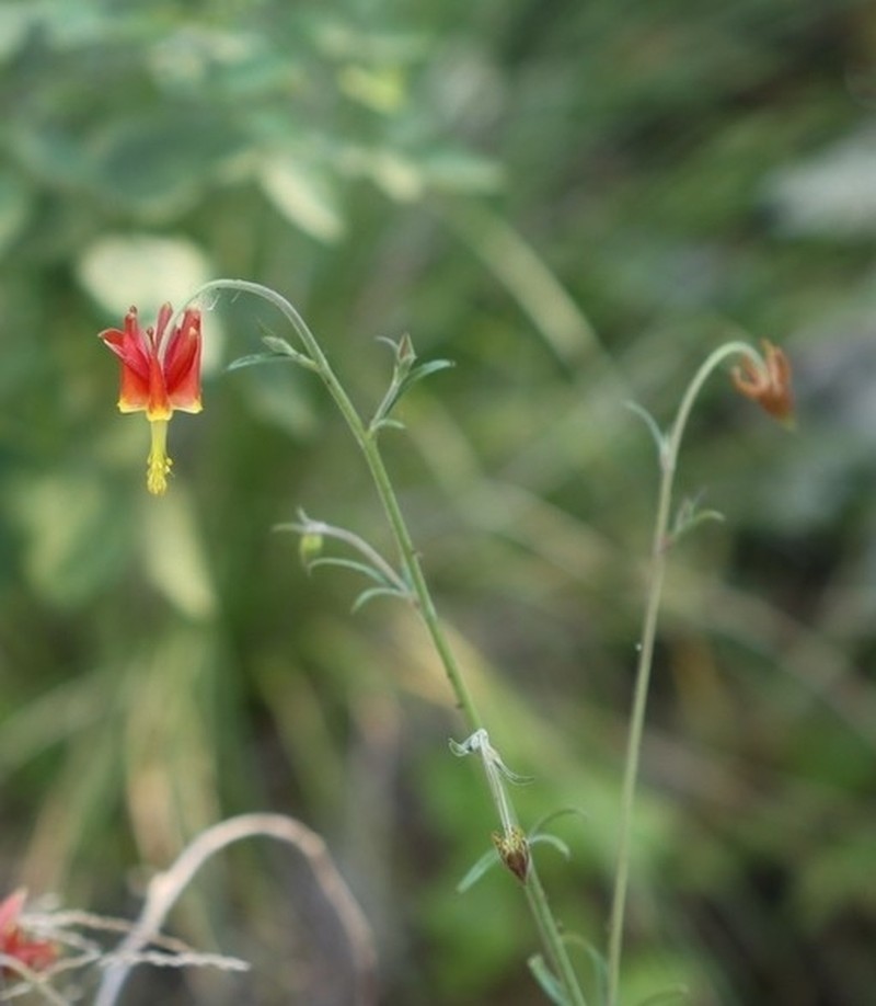 Van Houtte's Columbine photo 5