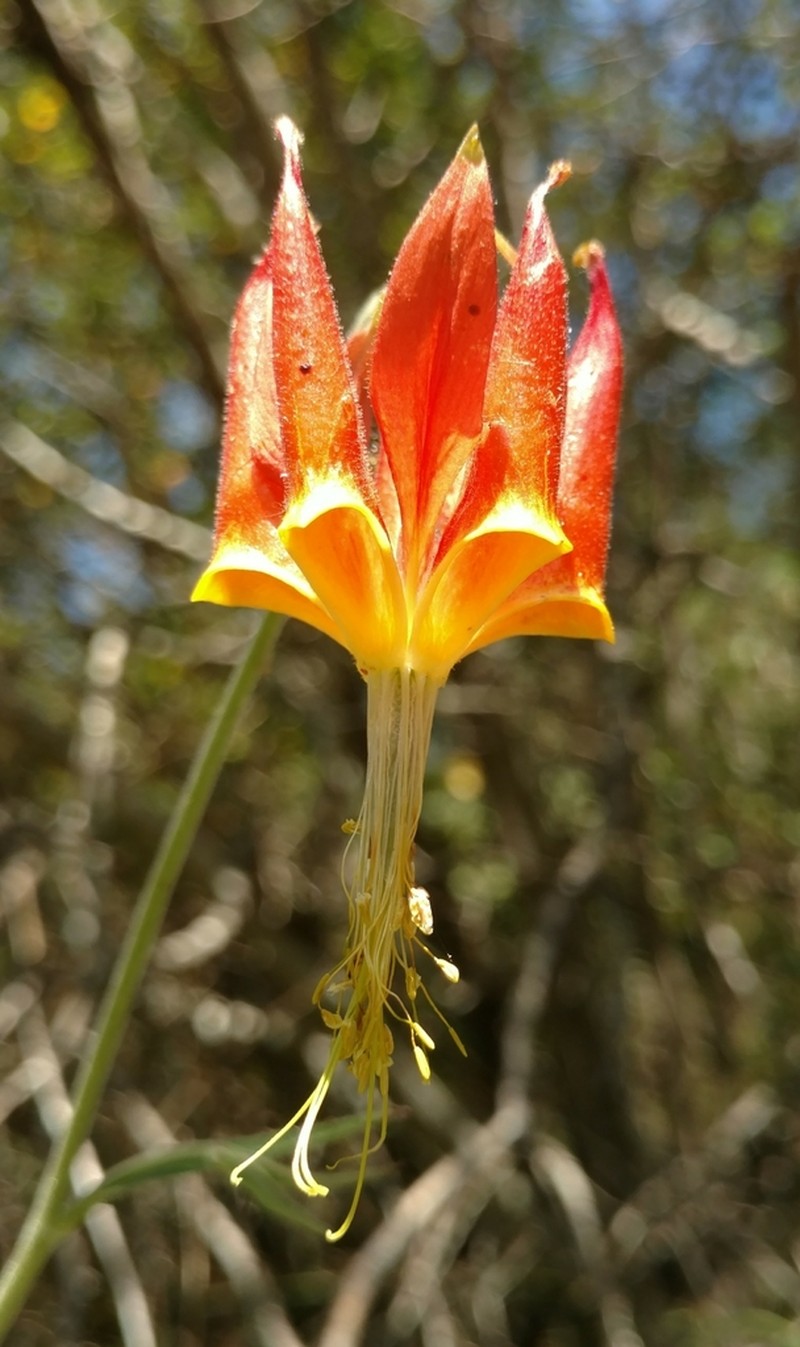 Van Houtte's Columbine photo 6