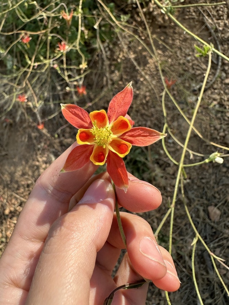 Van Houtte's Columbine photo 7