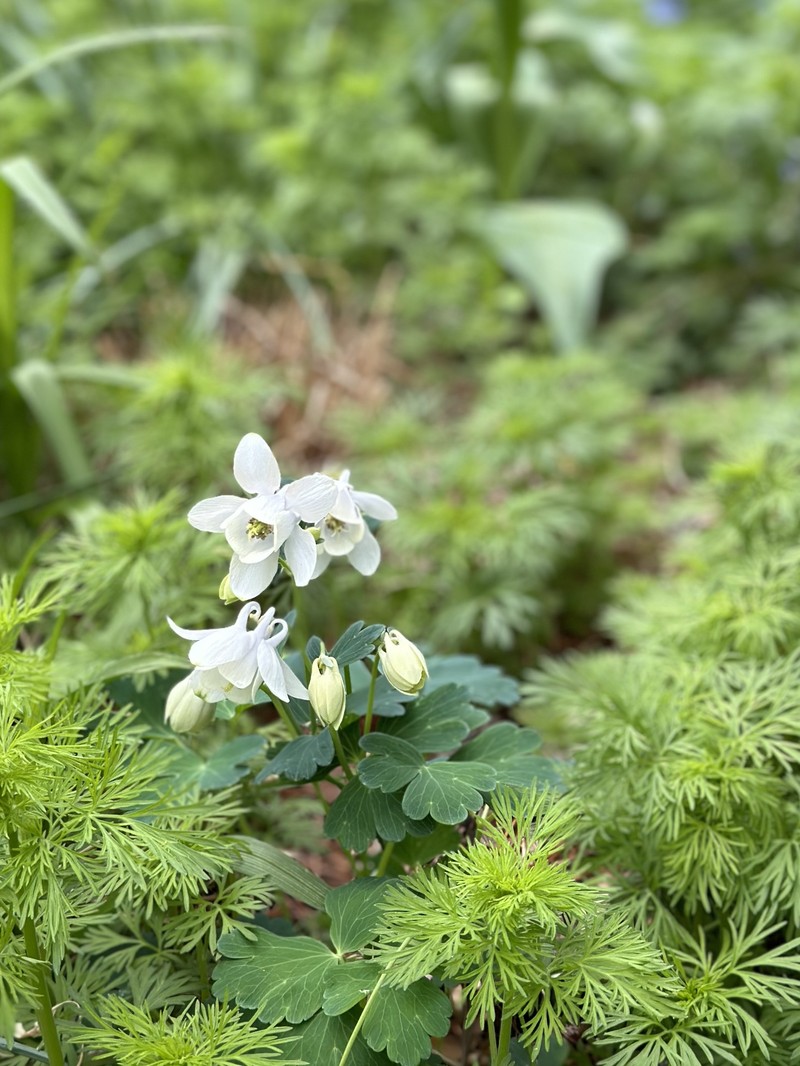 Fan Columbine photo 3