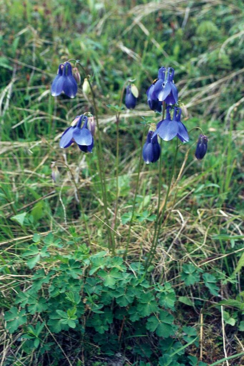 Fan Columbine photo 4