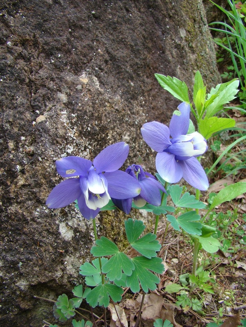 Fan Columbine photo 5