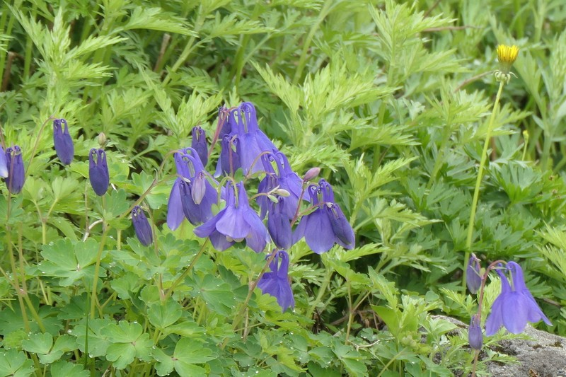 Fan Columbine photo 6