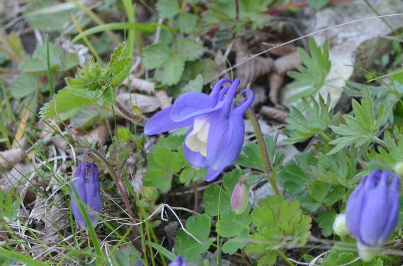 Fan Columbine photo 7