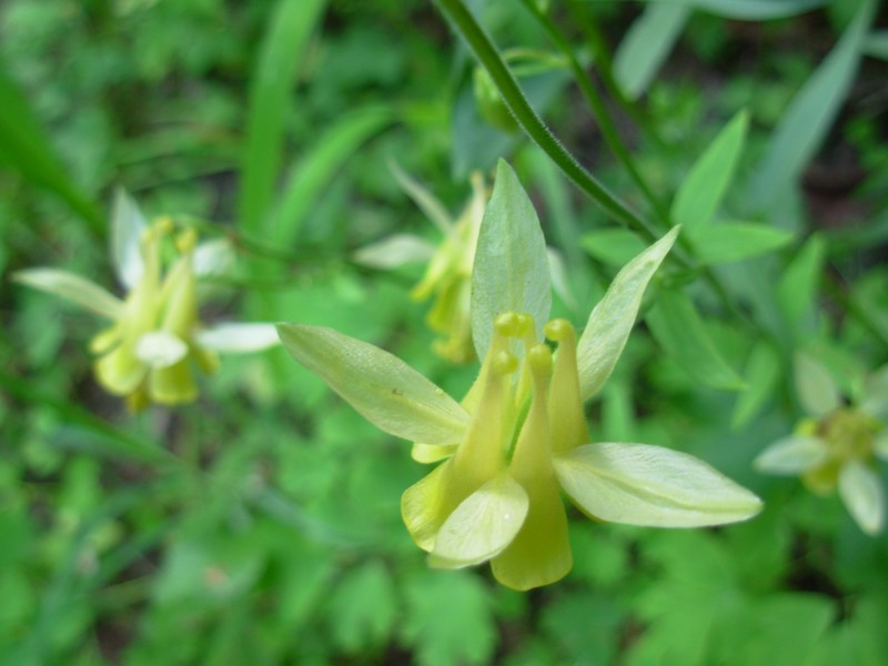 Yellow Columbine
