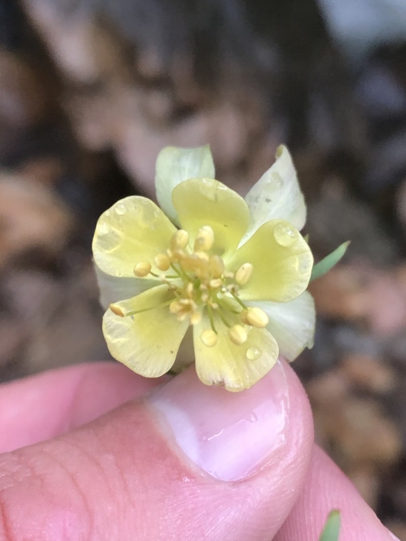 Yellow Columbine photo 2
