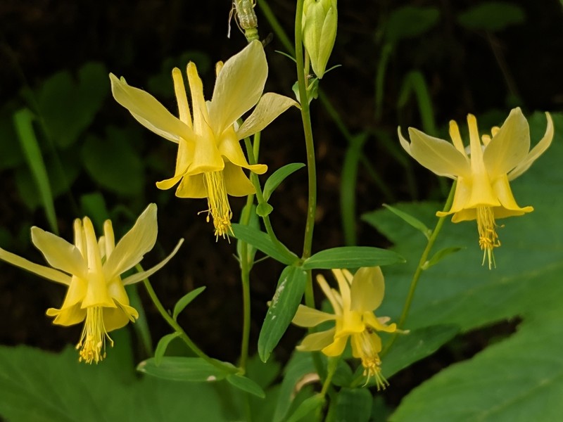 Yellow Columbine photo 3