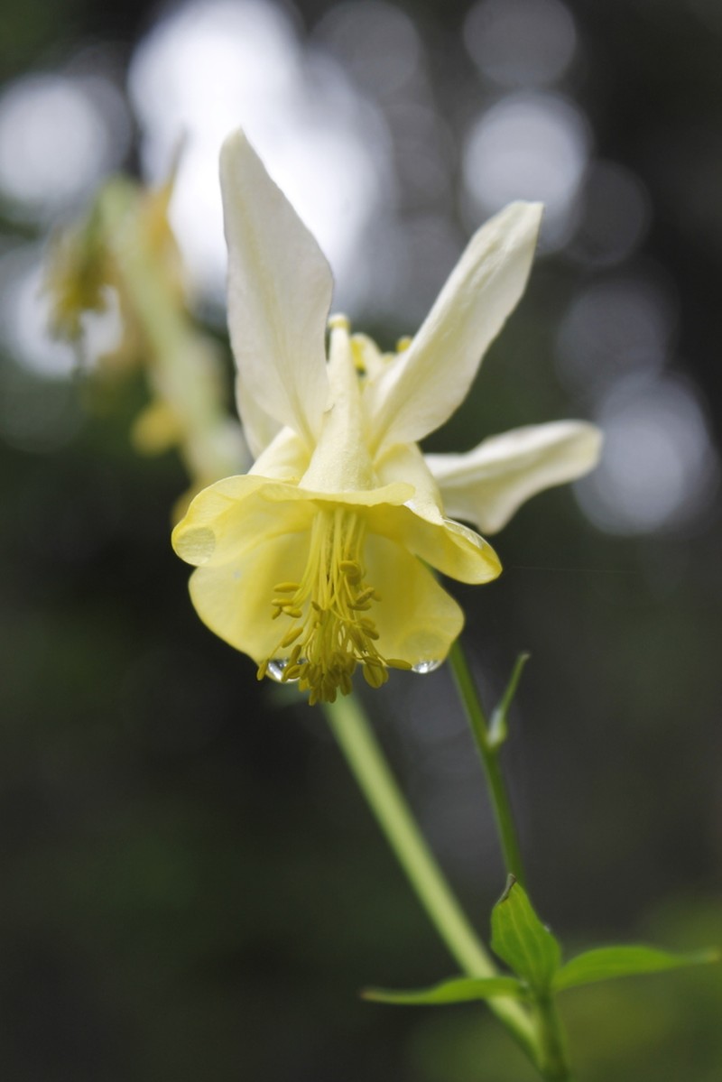 Yellow Columbine photo 4