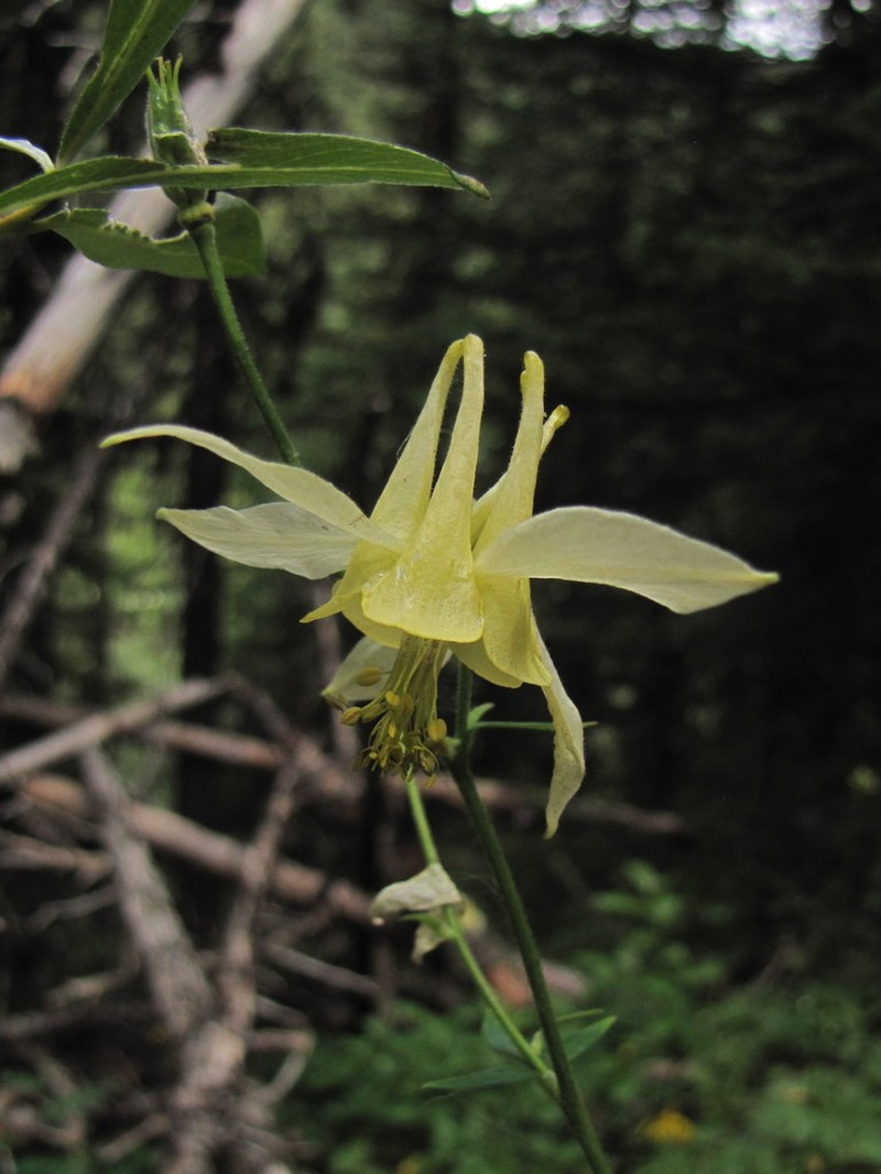 Yellow Columbine photo 5