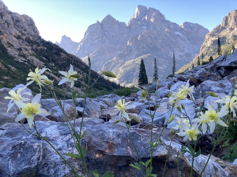 Yellow Columbine photo 6