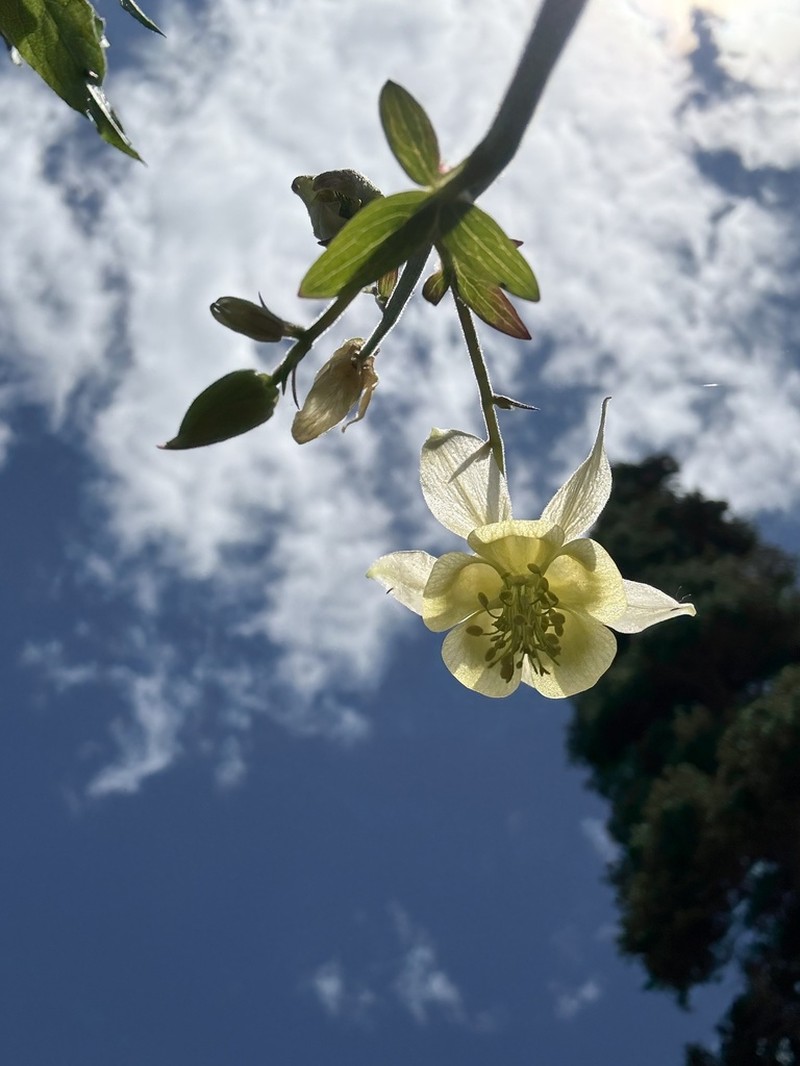 Yellow Columbine photo 7