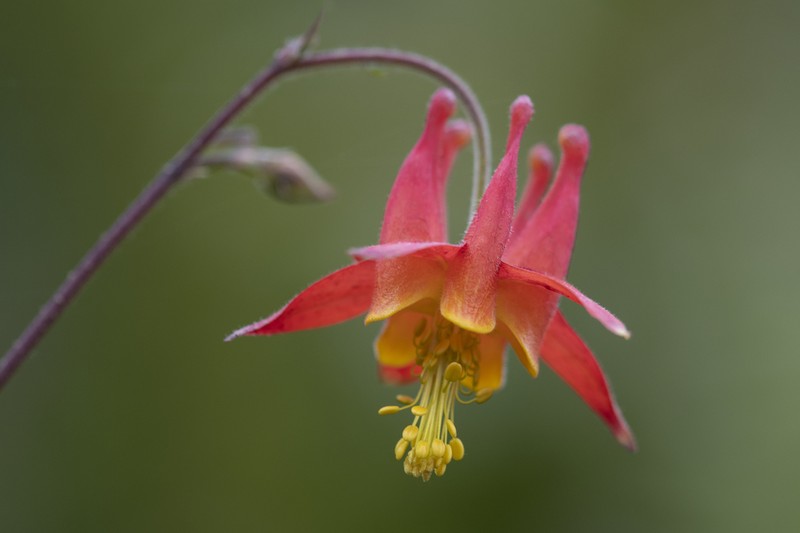 Western Columbine photo 2