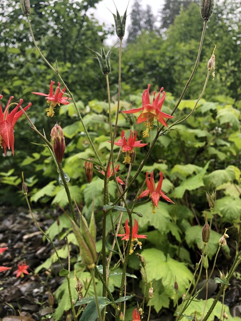 Western Columbine photo 3